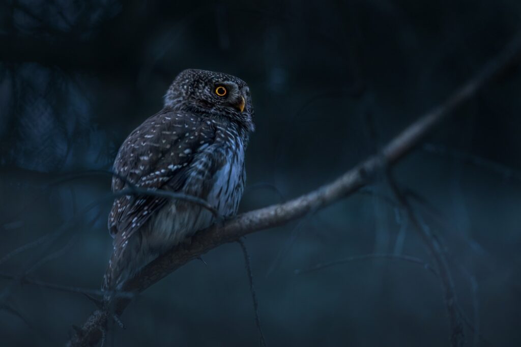 eurasian pygmy owl, owl, bird-6881984.jpg